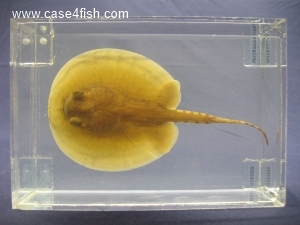 Foto Galerie/Myliobatiformes/Potamotrygon sp/Potamotrygon sp_01_S.jpg
